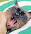 Le chat qui baille