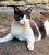 Le chat surpris