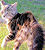 Le chat apeur&eacute;
