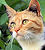 Le chat intrigu&eacute;