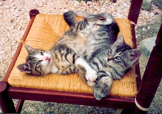 Deux chats sur une chaise