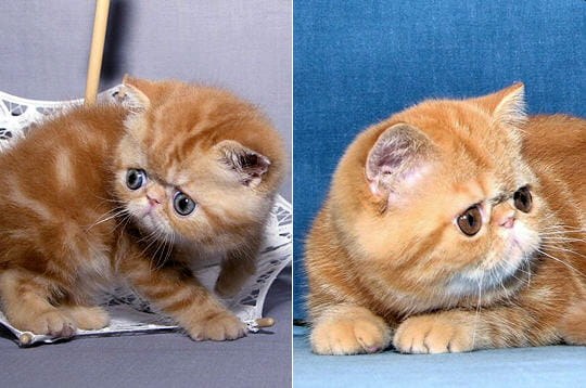 l'exotic shorthair red tabby