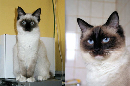 le ragdoll seal mitted