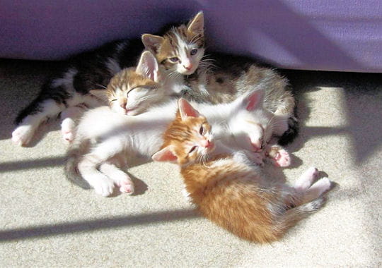 une sieste entre chatons au soleil. on voit souvent des groupes de chatons