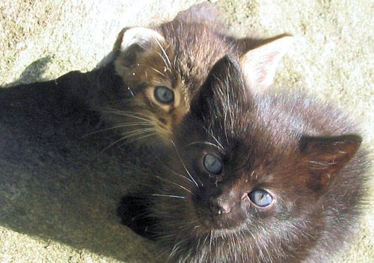 deux petits chats qui regardent vers le haut, curieux et attentifs à tout ce qui