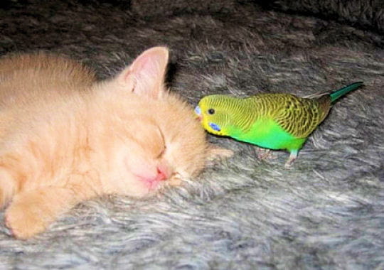 dans un profond sommeil, ce chaton est loin de s'imaginer qu'un perroquet est en
