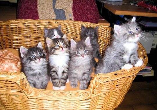 tous attirés par la même chose, ces six jolis chatons regardent dans la même