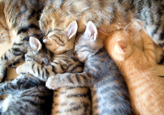 la sieste des chatons, avec le ventre de leur mère en guise d'oreiller, pour une