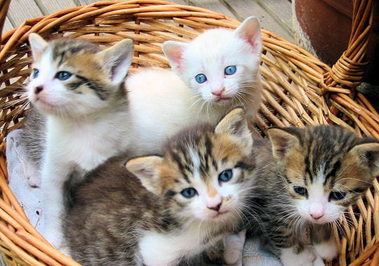 les yeux encore bleus azur, ces quatre chatons forment un groupe curieux, où