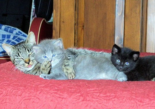 deux chatons et leur mère, réveillés en pleine sieste, adoptent un comportement