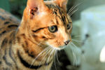 Bengal
