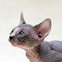 Sphynx 