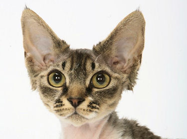 Le Devon Rex