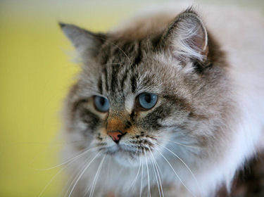Le chat sibérien