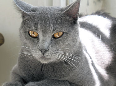 Le  Chartreux