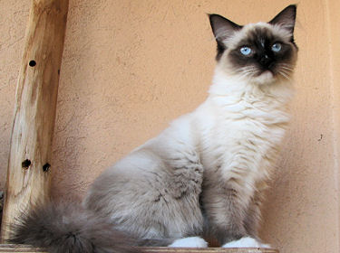 Le Ragdoll