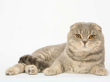 Le Scottish Fold