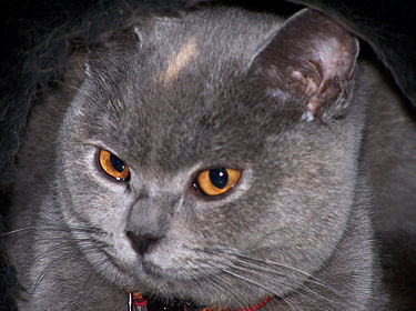 Le British shorthair