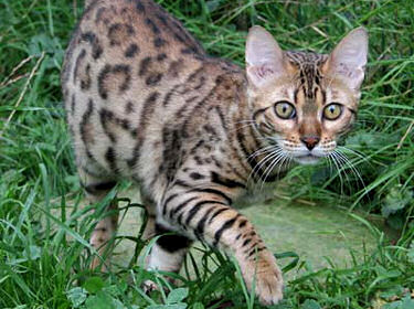 Le Bengal