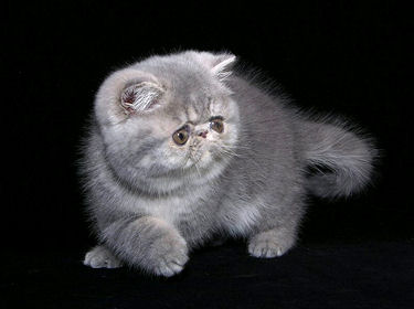 L'Exotic Shorthair