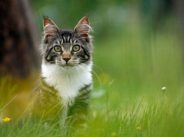 Le Maine Coon