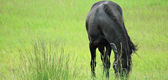 Tous les diaporamas Nature