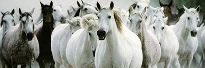 Sublimes chevaux