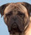 bullmastiff