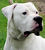Dogue argentin