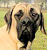 Mastiff