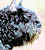 Bouvier des Flandres