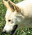 Chien de Canaan