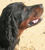 Setter gordon
