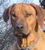 Rhodesian ridgeback