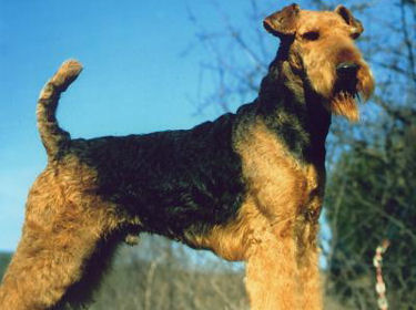 Roi d'om, airedale