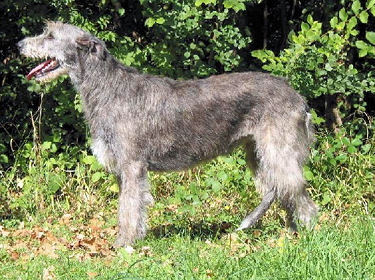 Sunlight, Irish wolfhound