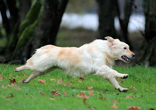 Le golden retriever, un amour de chien
