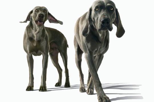 Les chiens posent en toute �l�gance