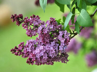 Lilas