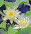 Nymph&eacute;a Marliacea