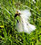 Linaigrette