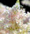 Astilbe