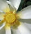Nelumbo