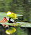 Nuphar lutea