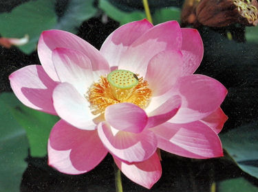 Lotus des Indes