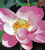 Lotus des Indes
