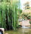 Saule
