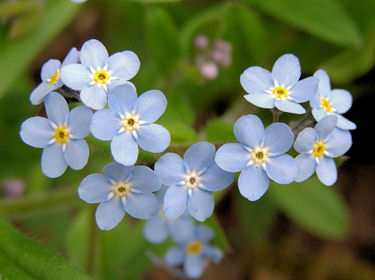 Myosotis