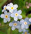 Myosotis 