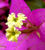Bougainvill&eacute;e